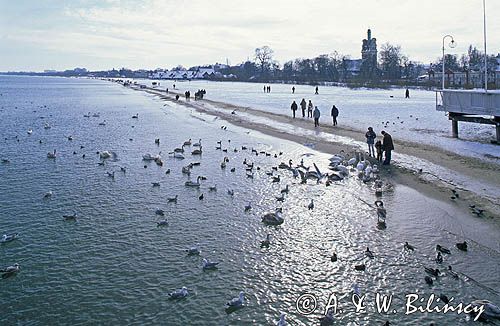 Sopot plaża, karmienie ptaków przy molo