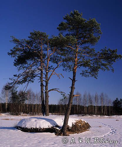 zima na Podlasiu w Kiturykach, sosna, Pinus silvestris