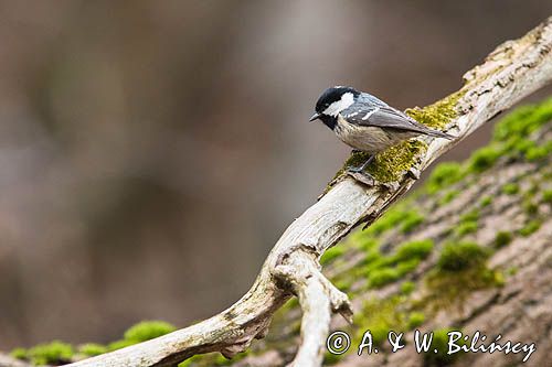 Sosnówka, sikora sosnówka, Periparus ater