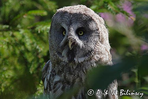 Sowa mszarna, Puszczyk mszarny, Strix nebulosa