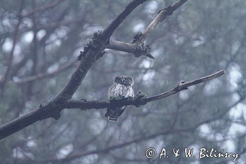 Sóweczka zwyczajna, sóweczka, Glaucidium passerinum