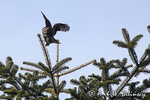 Sóweczka zwyczajna, sóweczka, Glaucidium passerinum