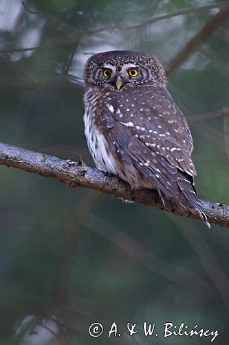 Sóweczka zwyczajna, sóweczka, Glaucidium passerinum