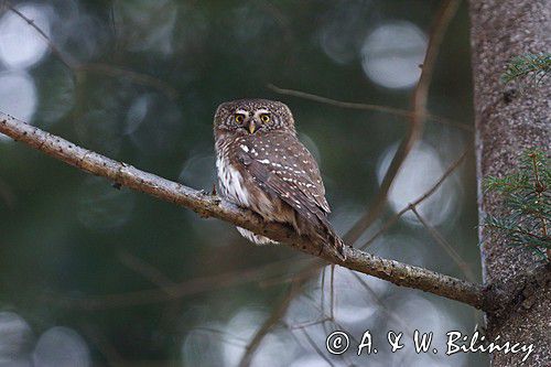 Sóweczka zwyczajna, sóweczka, Glaucidium passerinum