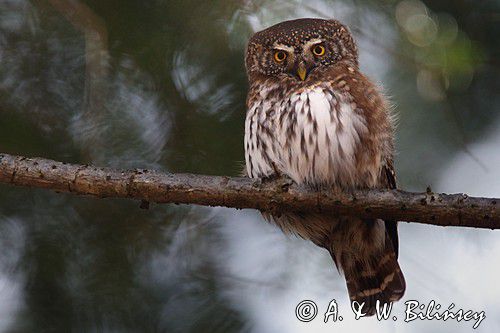 Sóweczka zwyczajna, sóweczka, Glaucidium passerinum