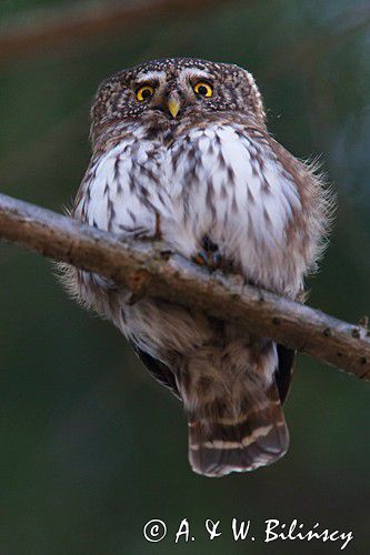 Sóweczka zwyczajna, sóweczka, Glaucidium passerinum