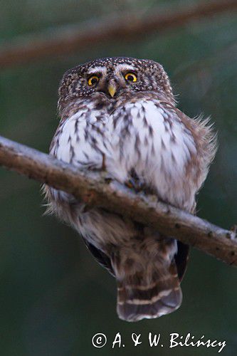 Sóweczka zwyczajna, sóweczka, Glaucidium passerinum