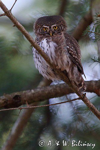 Sóweczka zwyczajna, sóweczka, Glaucidium passerinum