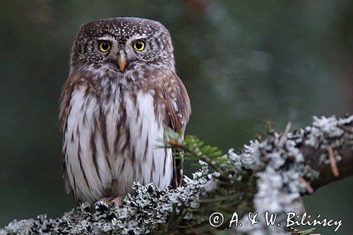 Sóweczka zwyczajna, sóweczka, Glaucidium passerinum