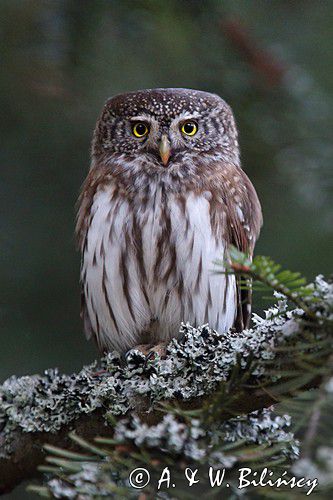 Sóweczka zwyczajna, sóweczka, Glaucidium passerinum