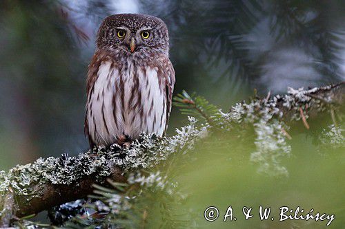 Sóweczka zwyczajna, sóweczka, Glaucidium passerinum