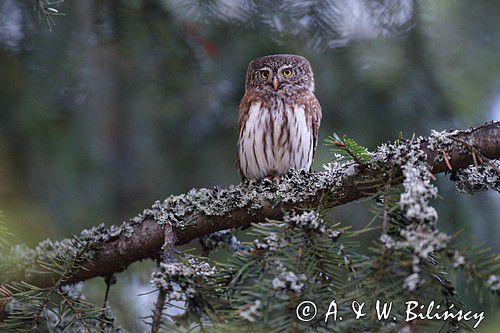 Sóweczka zwyczajna, sóweczka, Glaucidium passerinum