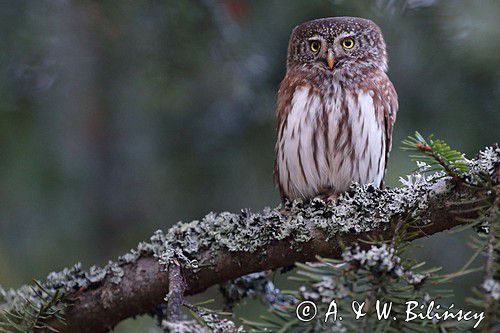 Sóweczka zwyczajna, sóweczka, Glaucidium passerinum