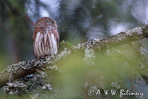 Sóweczka zwyczajna, sóweczka, Glaucidium passerinum