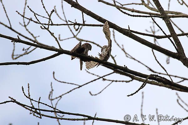 Sóweczka zwyczajna, sóweczka, Glaucidium passerinum