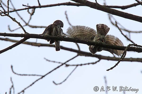 Sóweczka zwyczajna, sóweczka, Glaucidium passerinum