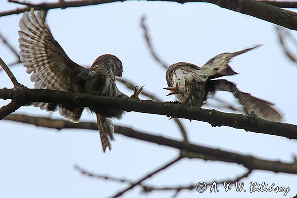 Sóweczka zwyczajna, sóweczka, Glaucidium passerinum