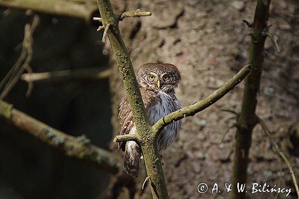 Sóweczka zwyczajna, sóweczka, Glaucidium passerinum