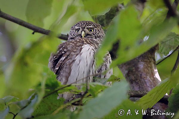 Sóweczka zwyczajna, sóweczka, Glaucidium passerinum