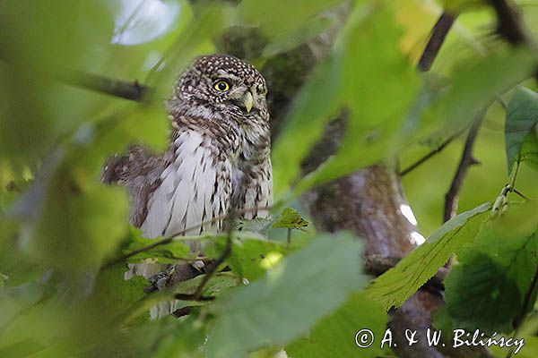 Sóweczka zwyczajna, sóweczka, Glaucidium passerinum