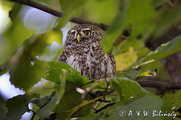 Sóweczka zwyczajna, sóweczka, Glaucidium passerinum