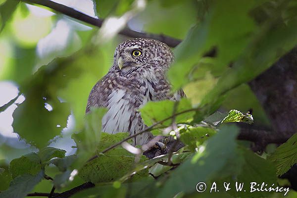 Sóweczka zwyczajna, sóweczka, Glaucidium passerinum