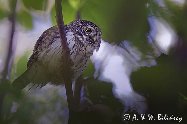 Sóweczka zwyczajna, sóweczka, Glaucidium passerinum