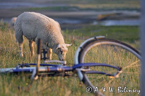 owce na wyspie Spiekeroog, Wyspy Wschodnio-Fryzyjskie, Wattenmeer, Niemcy