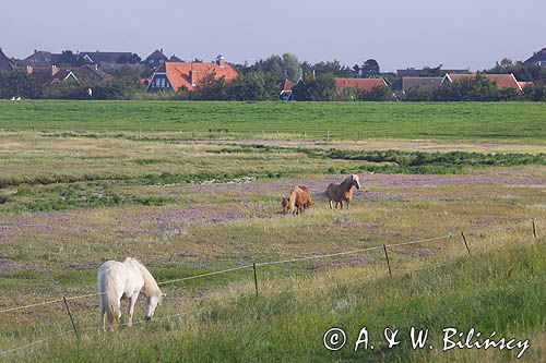 konie na wyspie Spiekeroog, Wyspy Wschodnio-Fryzyjskie, Wattenmeer, Niemcy