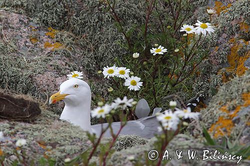 Mewa srebrzysta, Larus argentatus