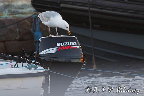 Mewa srebrzysta, Larus argentatus