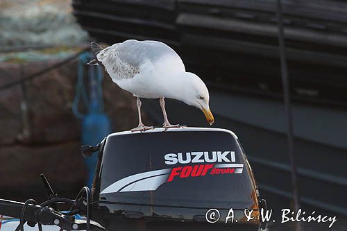 Mewa srebrzysta, Larus argentatus