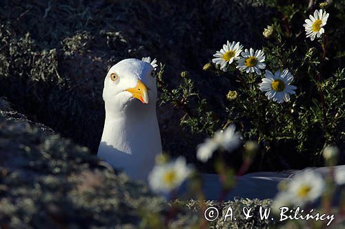 Mewa srebrzysta, Larus argentatus