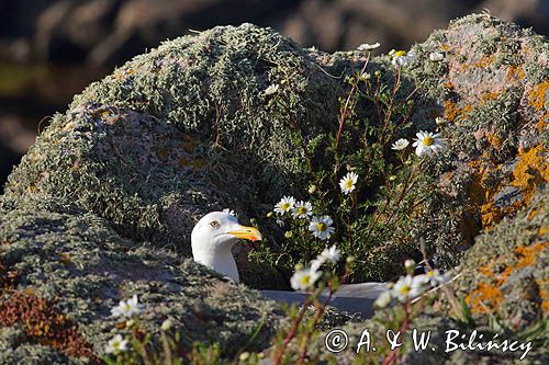 Mewa srebrzysta, Larus argentatus