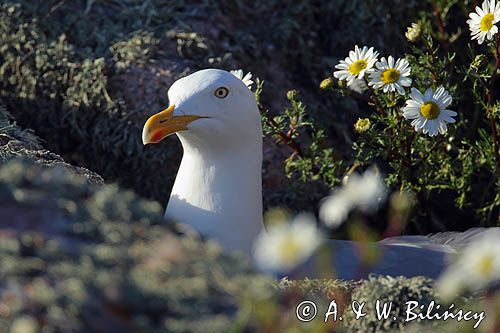 Mewa srebrzysta, Larus argentatus