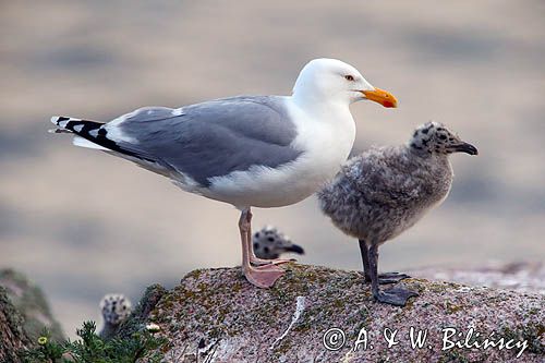 Mewa srebrzysta Larus argentatus z pisklętami