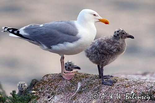 Mewa srebrzysta Larus argentatus z pisklętami