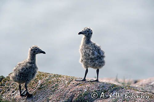 Mewa srebrzysta Larus argentatus, pisklęta