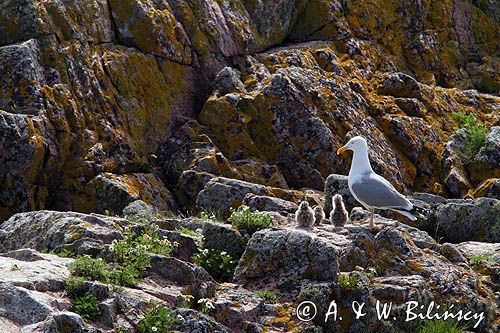 Mewa srebrzysta Larus argentatus z pisklętami