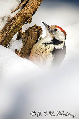 Dzięcioł średni, Dendrocopos medius