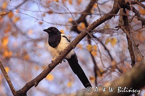 sroka, Pica pica, European Magpie, Common Magpie