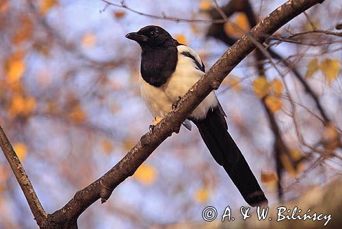 sroka, Pica pica, European Magpie, Common Magpie