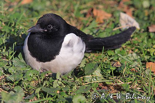 sroka, Pica pica, European Magpie, Common Magpie