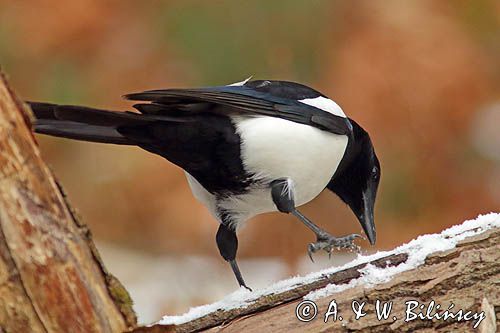 sroka, Pica pica, European Magpie, Common Magpie