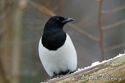 sroka, Pica pica, European Magpie, Common Magpie