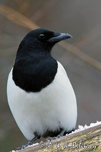 sroka, Pica pica, European Magpie, Common Magpie