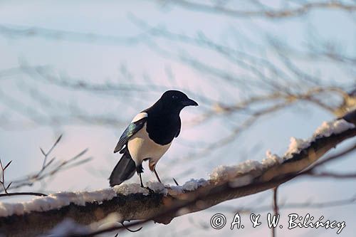 sroka, Pica pica, European Magpie, Common Magpie