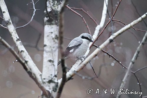 Srokosz, dzierzba srokosz, Lanius excubitor