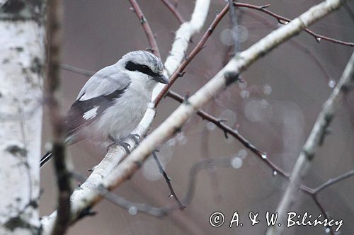 Srokosz, dzierzba srokosz, Lanius excubitor