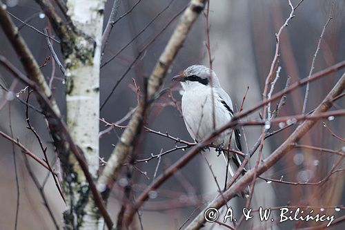 Srokosz, dzierzba srokosz, Lanius excubitor